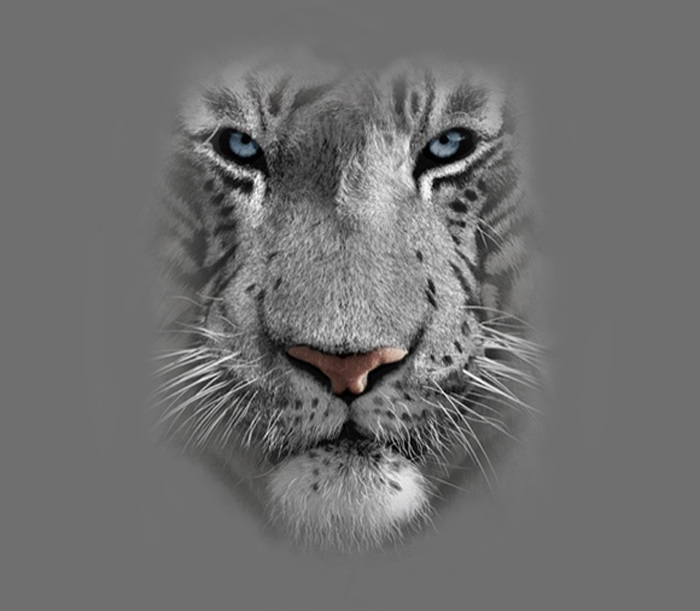 位图 动物 动物特写 白虎 色彩 免费素材 面料图库 服装图案 灰色