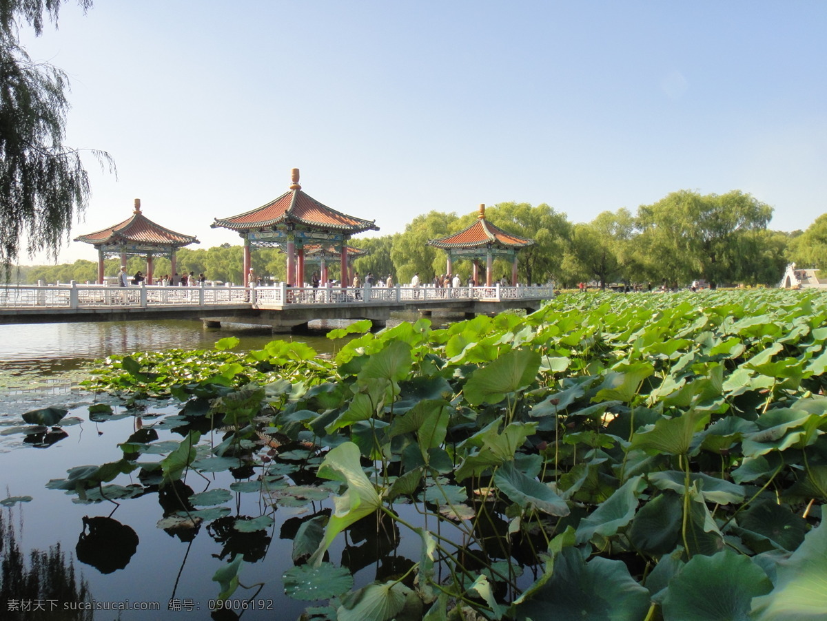 长春南湖公园 长春 南湖公园 湖水 岸柳 四亭桥 荷花池 荷塘 莲蓬 荷叶 荷韵 游客 自然景观 自然风景 旅游摄影