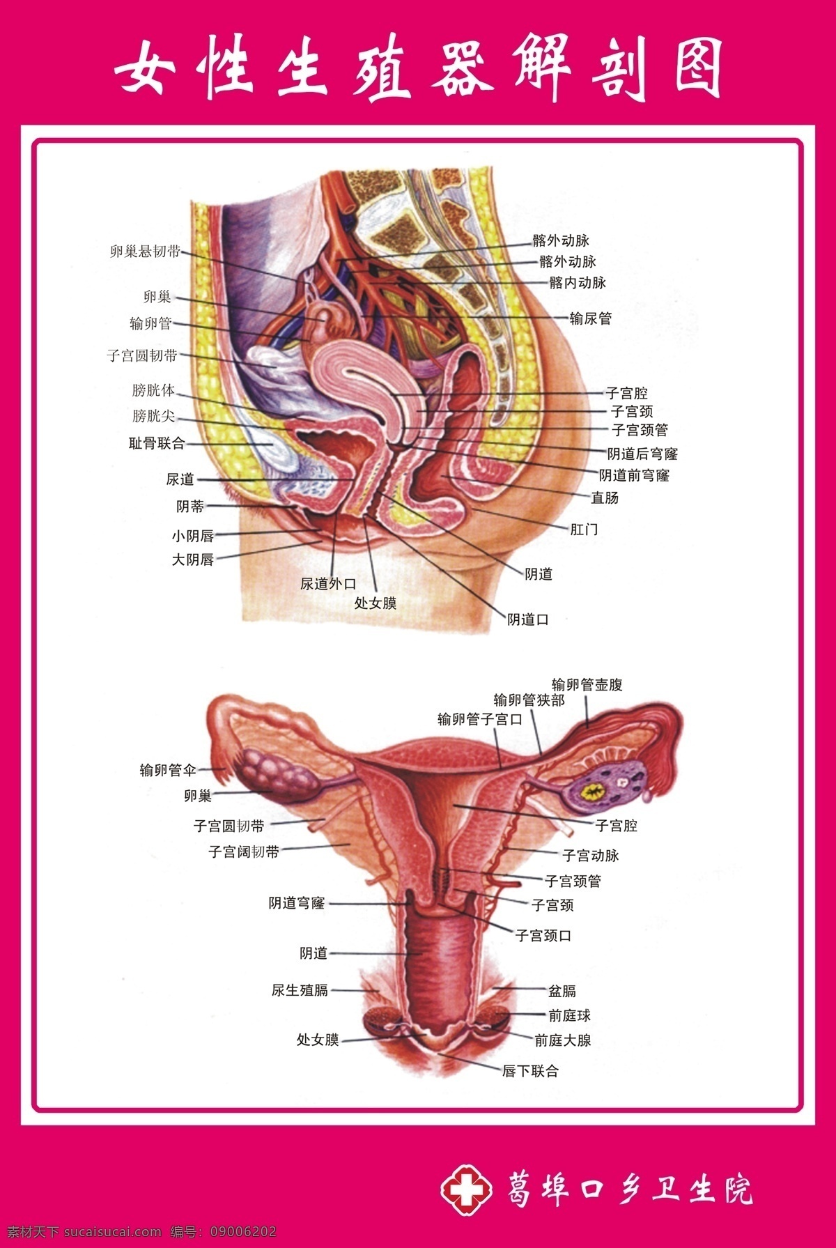 女性 生殖器 解剖 图解 分层 不 精细 图 女性解剖图 生殖器解剖图 示意图 解剖图 医院示意图 医院解剖图 门诊示意图 源文件