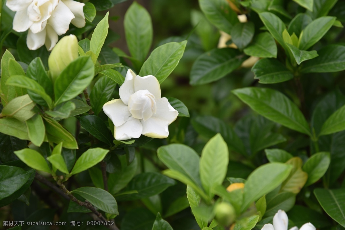 栀子花 白色花 花朵 鲜花 花瓣 盛开 花草 植物 生物世界 花卉