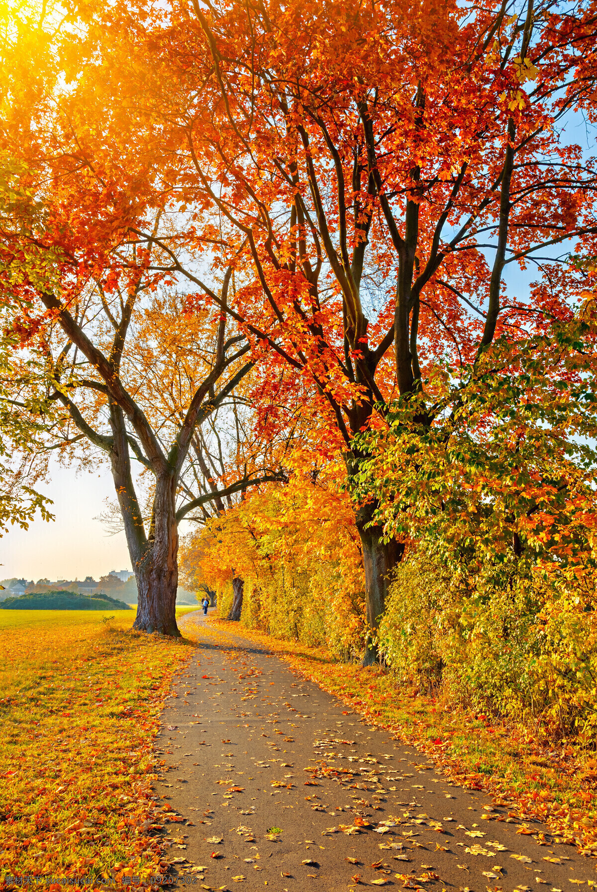 美丽 秋天 树木 道路 风景 黄叶 落叶 树叶 秋天树木风景 马路风景 道路风景 枫树林风景 花草树木 生物世界