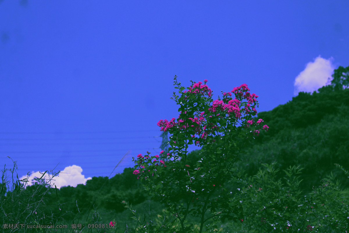 山野 红花 映山红 绿色 蓝天 白云 自然景观 自然风景 生物世界 花草 蓝色