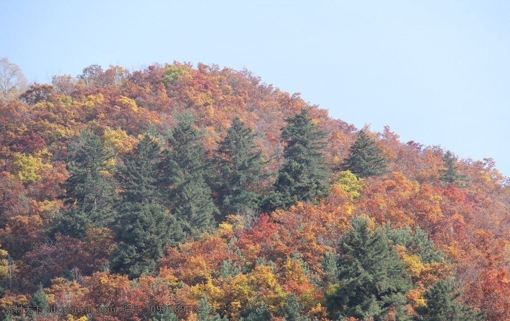 深秋 甘肃 兰州 榆中县 兴隆山 红叶 秋色 金秋 金色 自然风景 自然景观