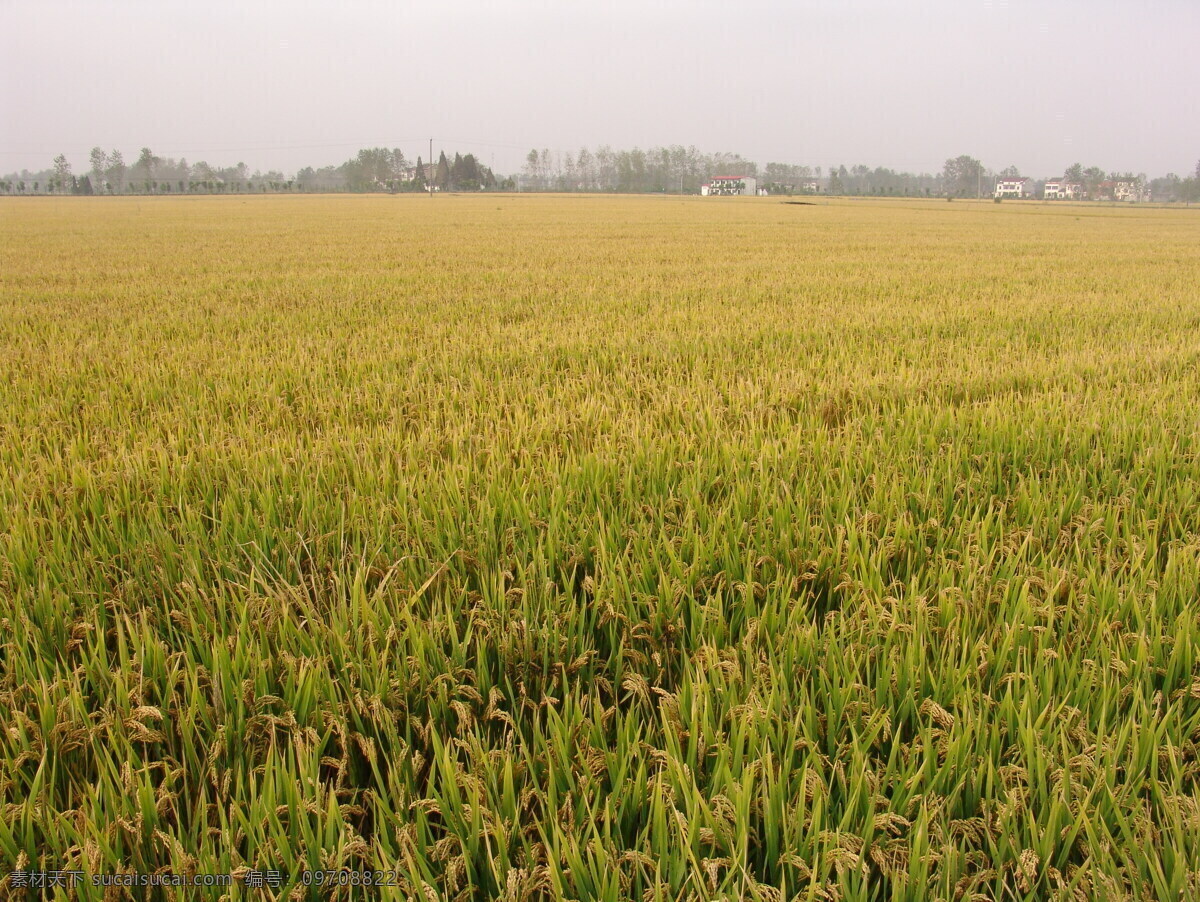 水稻田 田园 水稻 绿色 食物 有机 田园风光 自然景观