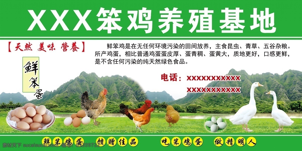 笨鸡养殖喷绘 笨鸡 养殖 基地 天然 美味 营养 鲜 笨鸡蛋 绿色 无污染 青草 杂粮 分层