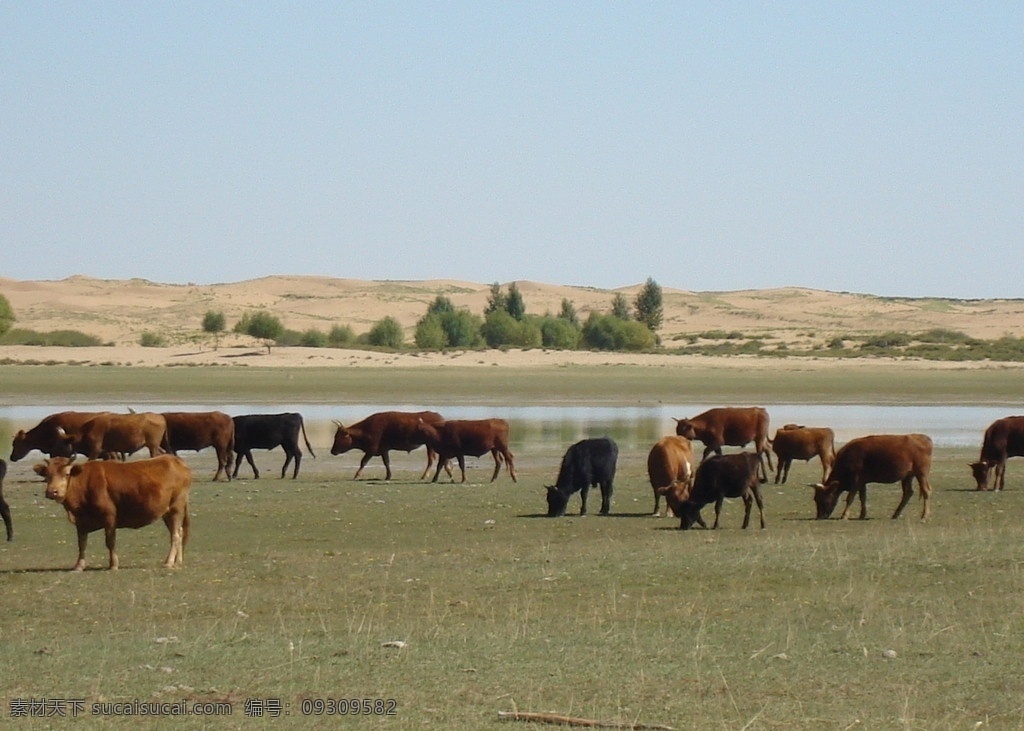 草原上的牛 草原 自然风景 自然景观
