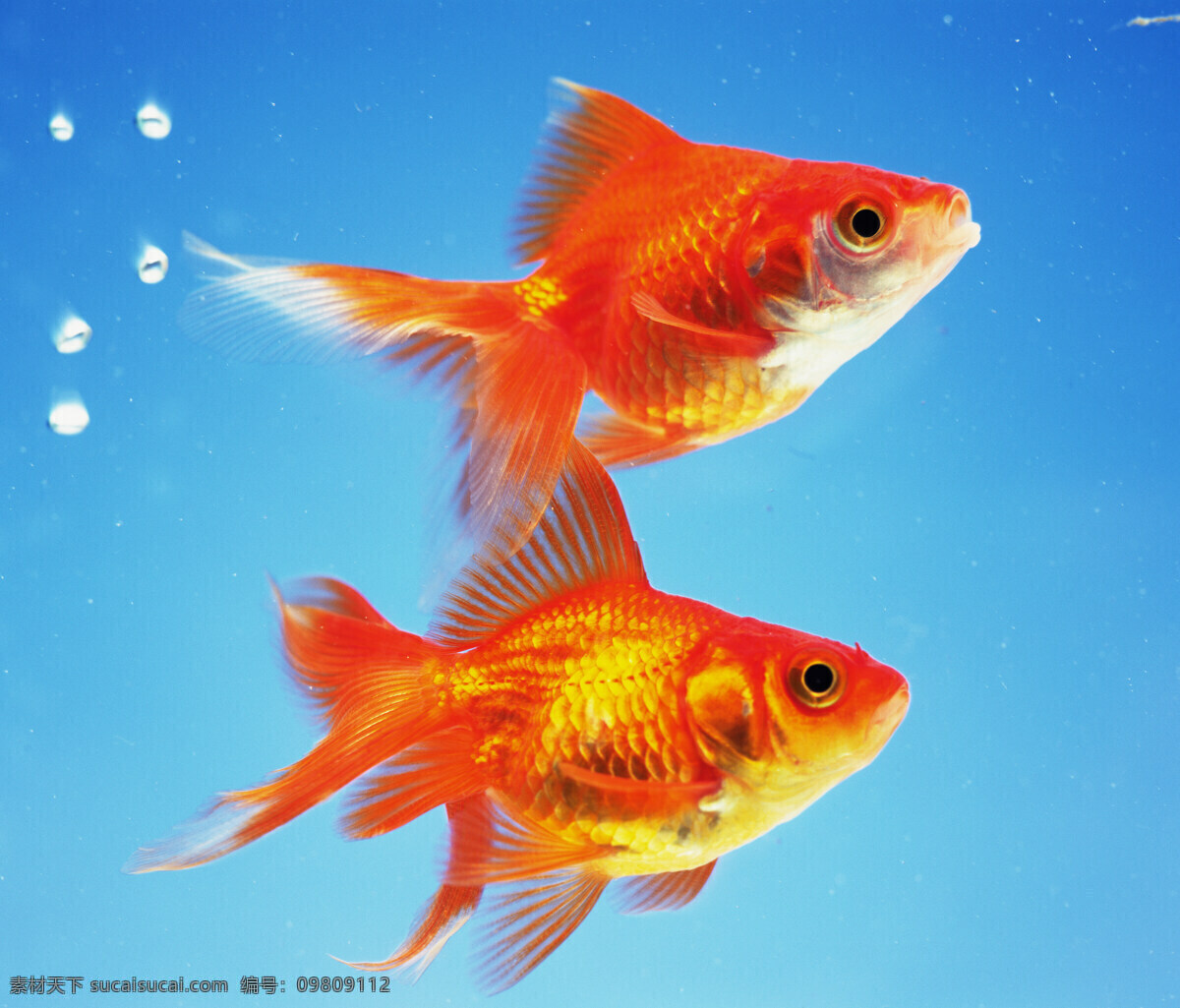 红 金鱼 旖鹩 生物世界