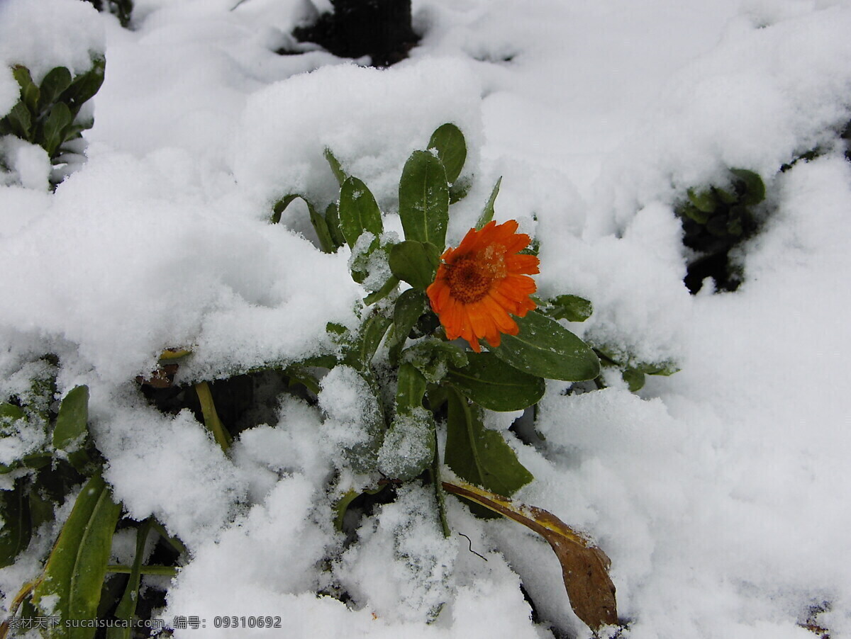 雪中花 一点红 一枝独秀 花 雪 自然景观 自然风景 摄影图库 300