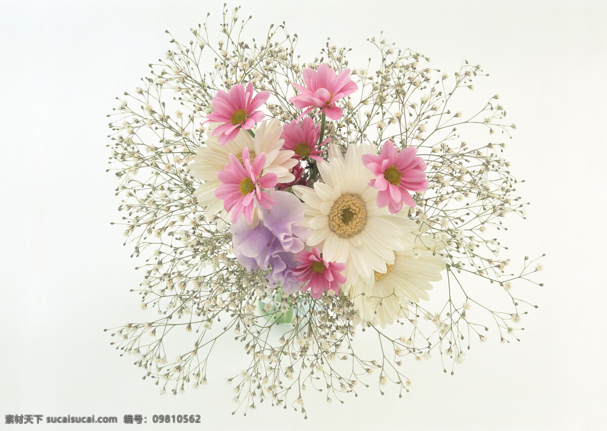 高清 花卉 图 生物世界