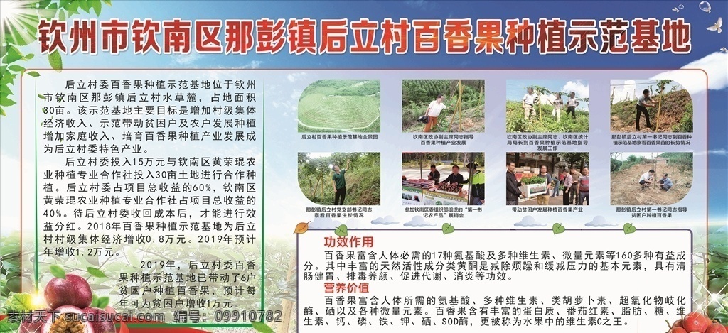 百香果板报 百香果简介 基地 种植 板报 百香果