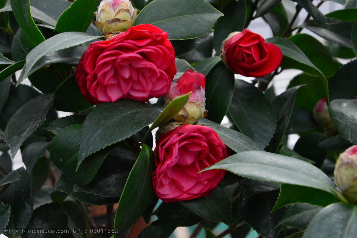 山茶花 山茶 茶花 观赏花卉 花瓣 花朵 花儿 花草 花卉 花心 绿化景观 花卉大观园 生物世界