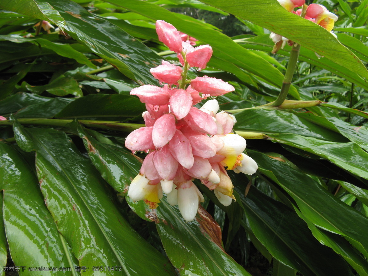 雨打姜花 姜科 叶片 姜花 粉色 鲜花 花草 生物世界