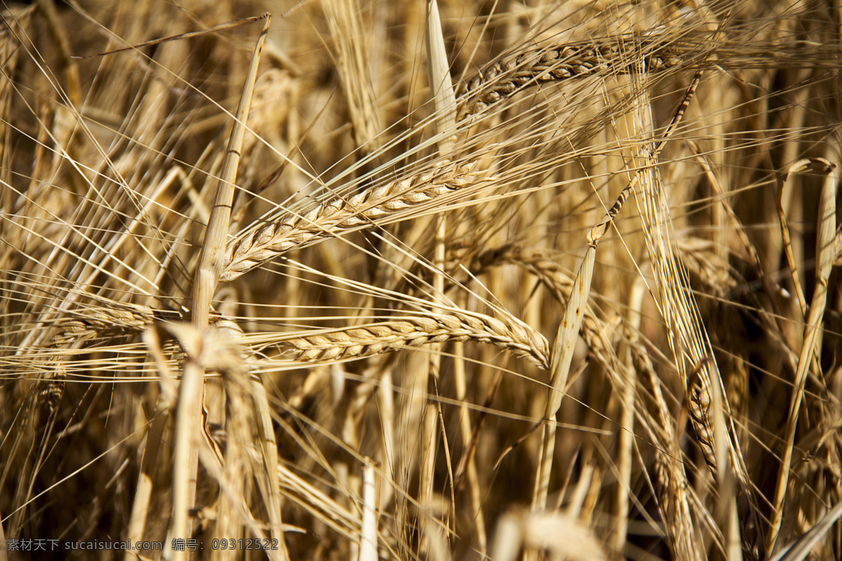 大麦 丰收 麦田 农村 农田 农业 其他生物 秋季 秋收 收获 生物世界