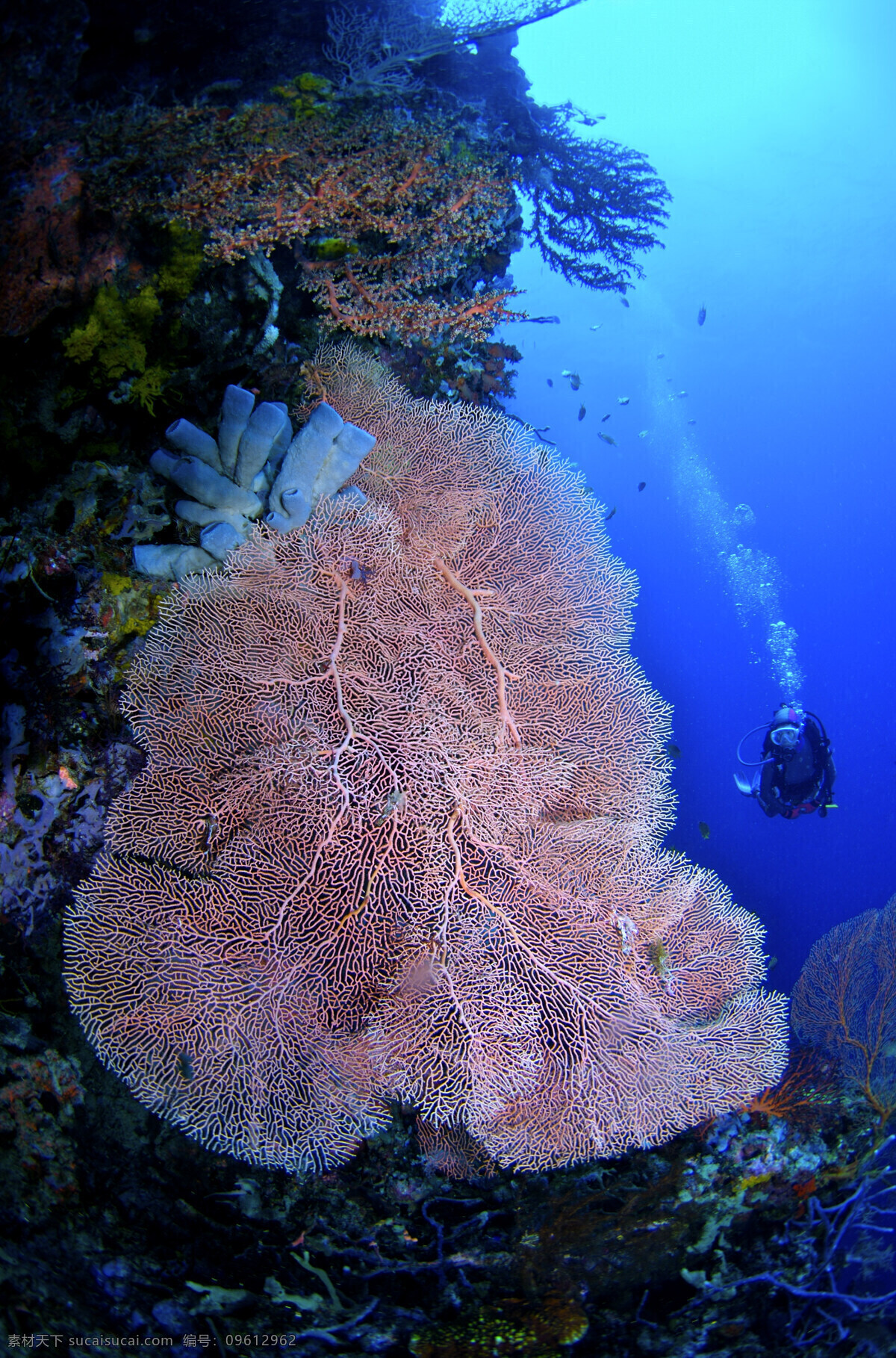 海底世界 海水 生物 海洋 海底生物 珊瑚 生物世界 海洋生物 潜水者