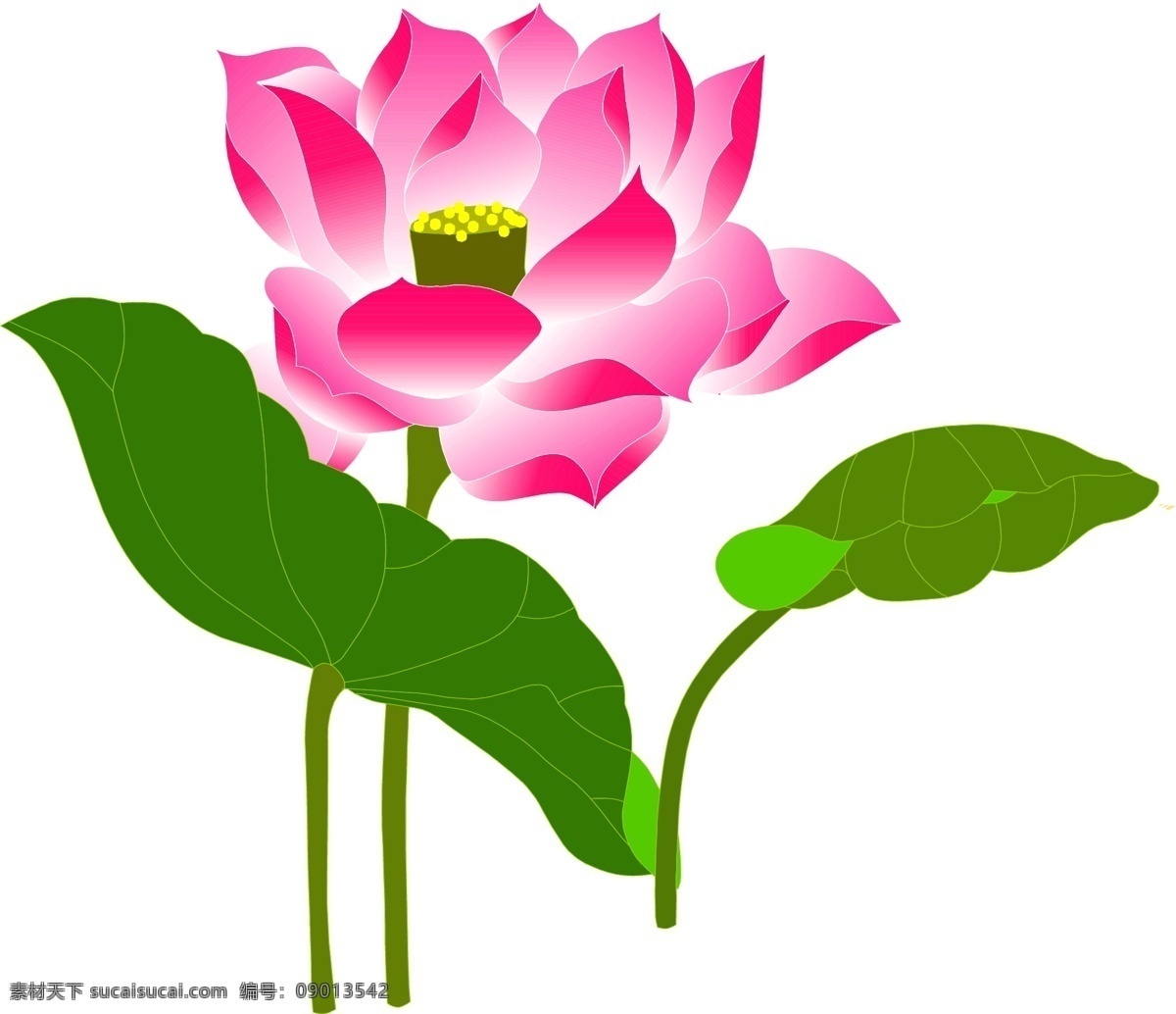 矢量荷花