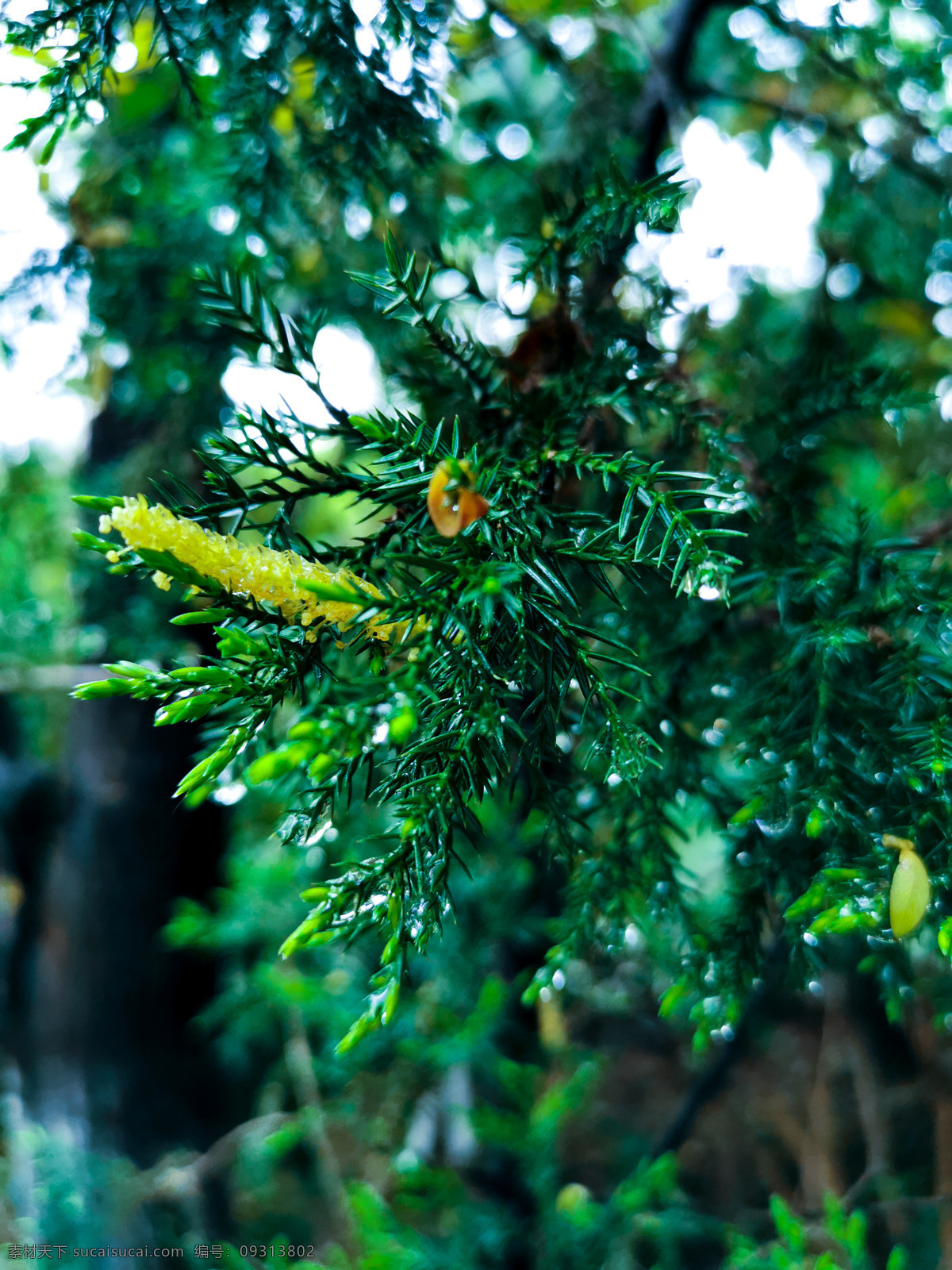 柏树叶子 圆柏 刺柏 柏树 桧 桧柏 叶子 树叶 雨后 水滴 露水 乔木 墨绿色 高级绿 生物世界 树木树叶