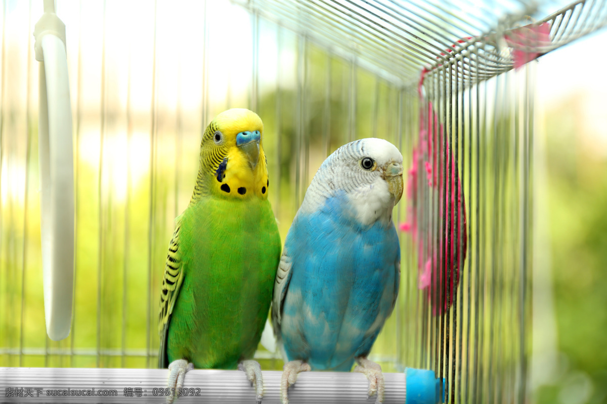 一对 漂亮 鹦鹉 一对鹦鹉 蓝色鹦鹉 绿色鹦鹉 漂亮鹦鹉 飞鸟 笼子 鸟笼 禽类 动物 野生动物 动物世界 动物摄影 空中飞鸟 生物世界 白色