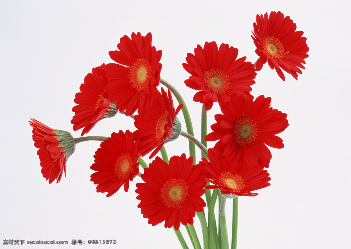 花免费下载 插花 插花艺术 高清花朵 花 花朵 花朵花束 浪漫花朵 玫瑰 情人节花 水珠 鲜花装饰 节日素材 情人节七夕