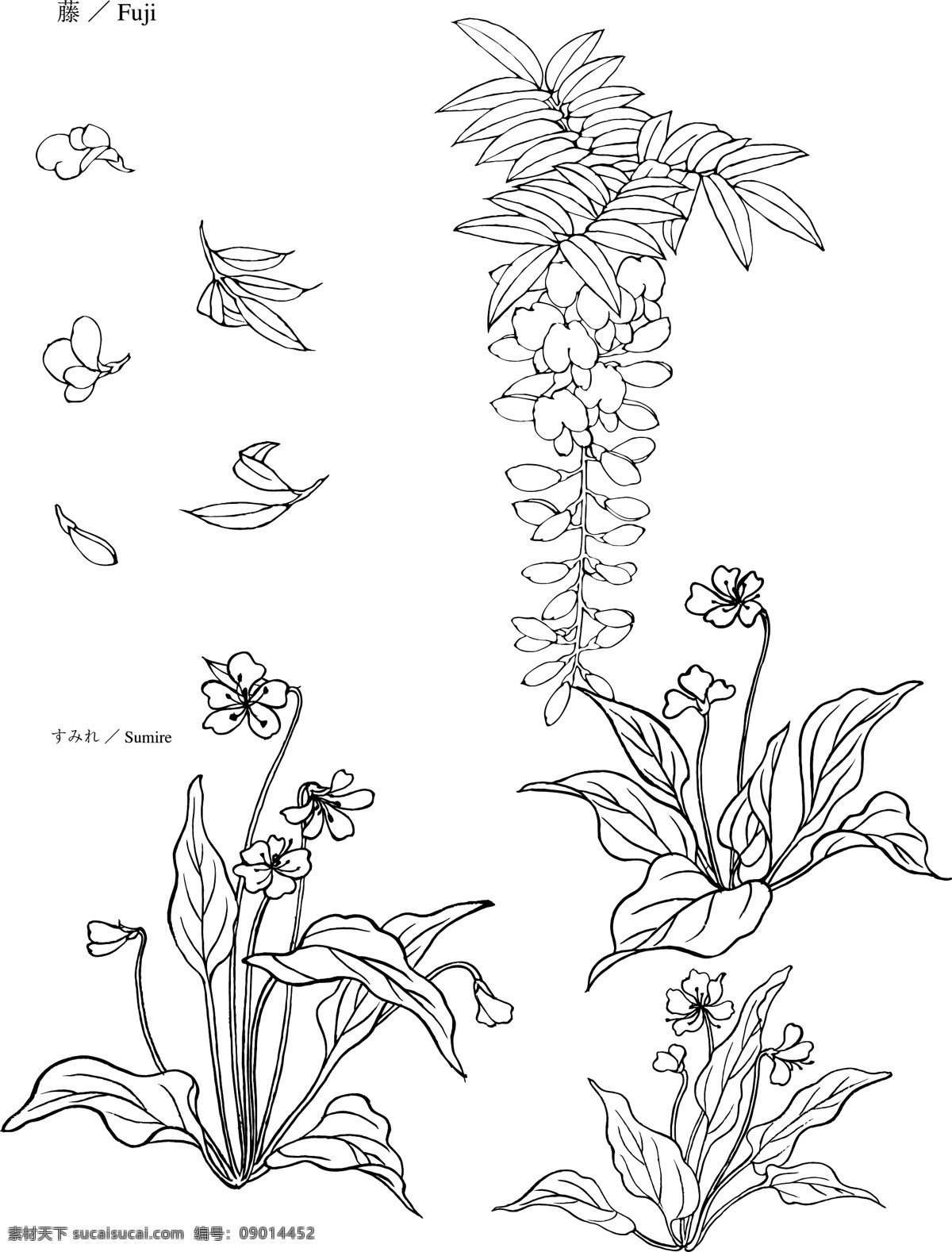 矢量花 花 花儿 矢量花朵 花素材 花朵素材 花朵 多彩花 花瓣 花瓣背景 花瓣底图 叶子 多彩花朵 漂亮花朵 美丽花朵 大花 图案花 鲜艳的花 素描花 鲜花 矢量花10 生物世界 花草 白色