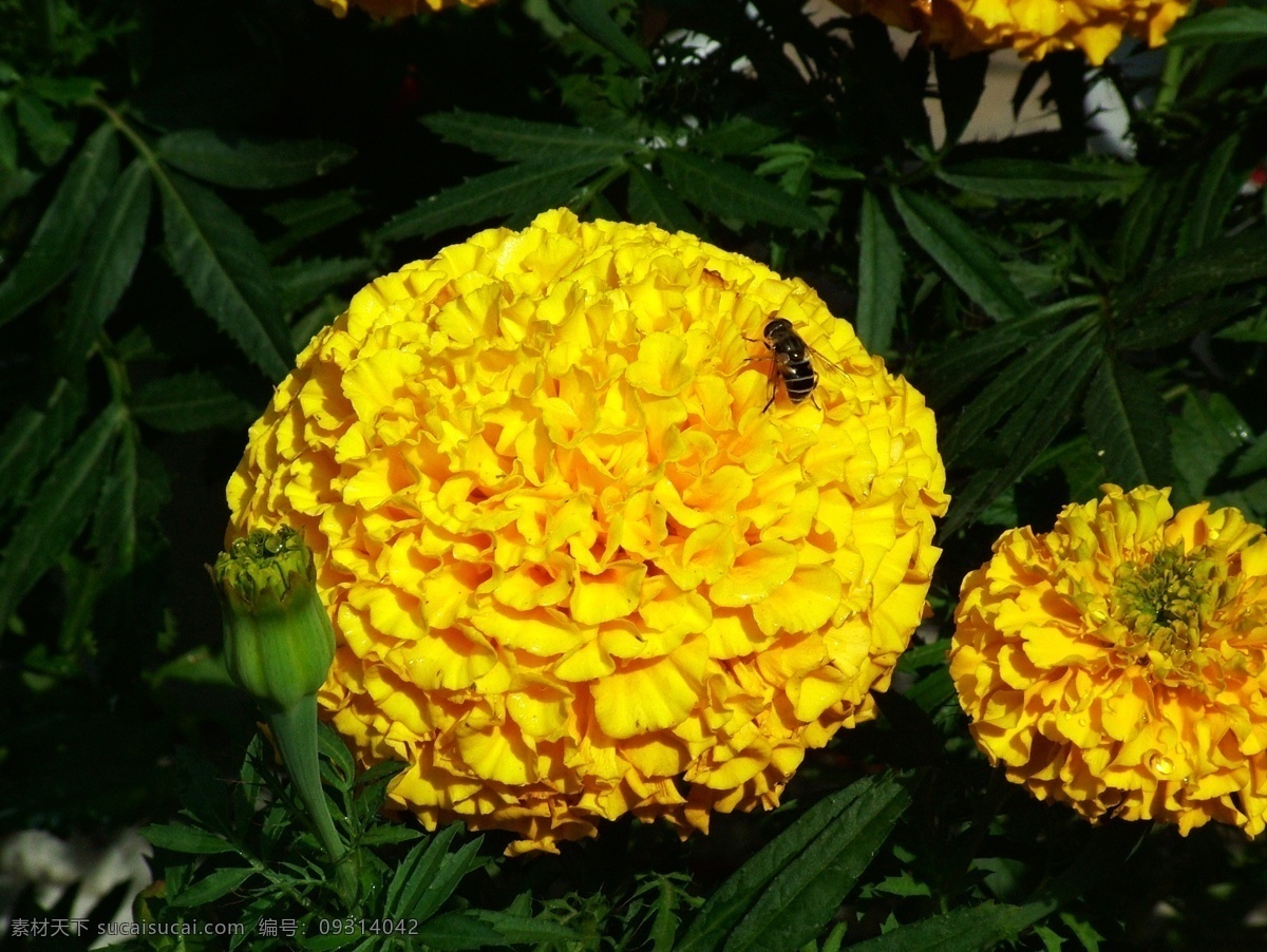 公园 花草 黄色 绿色 绿叶 蜜蜂 摄影图库 生物世界 黄 月季 黄月季 水滴 自然景观 自然风景