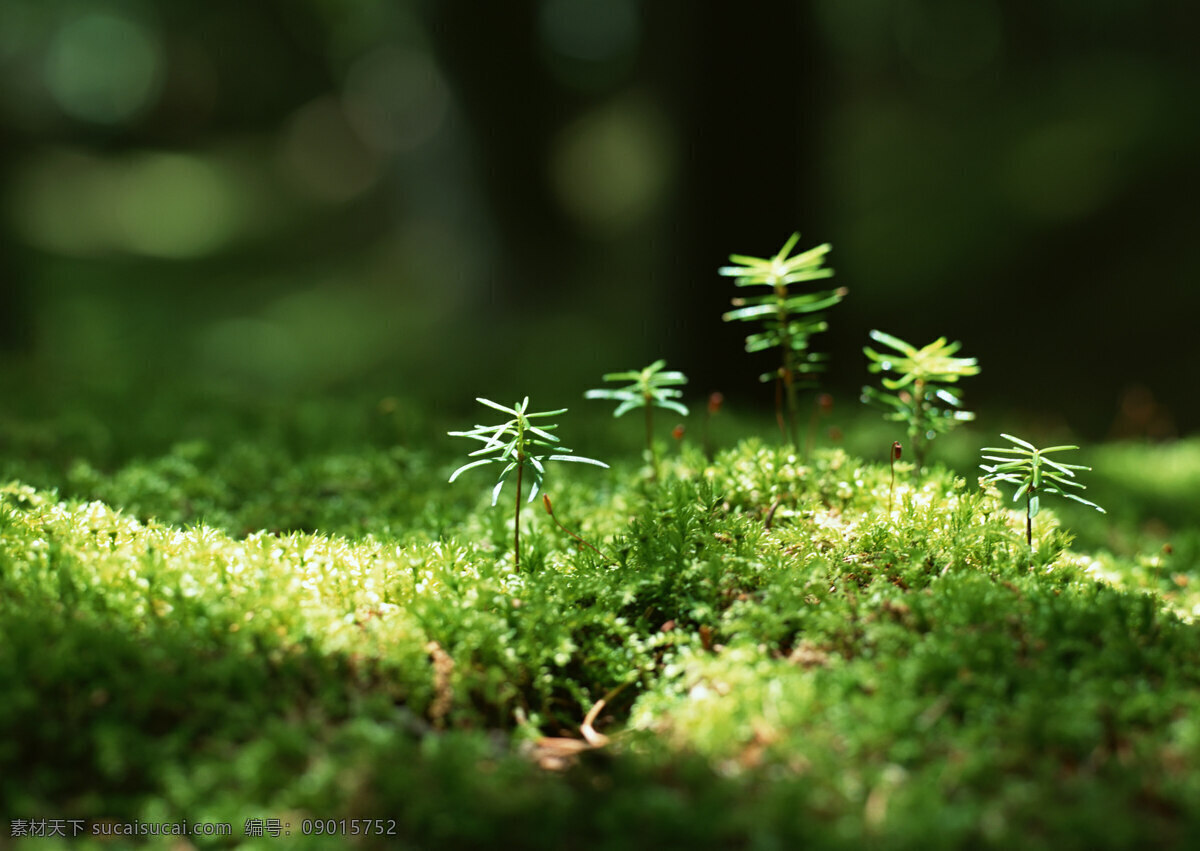 幼苗 树苗 绿色 清新 嫩叶 绿意 生物世界 植物 春天 绿色环境 发芽 生长 高清图片 花草树木