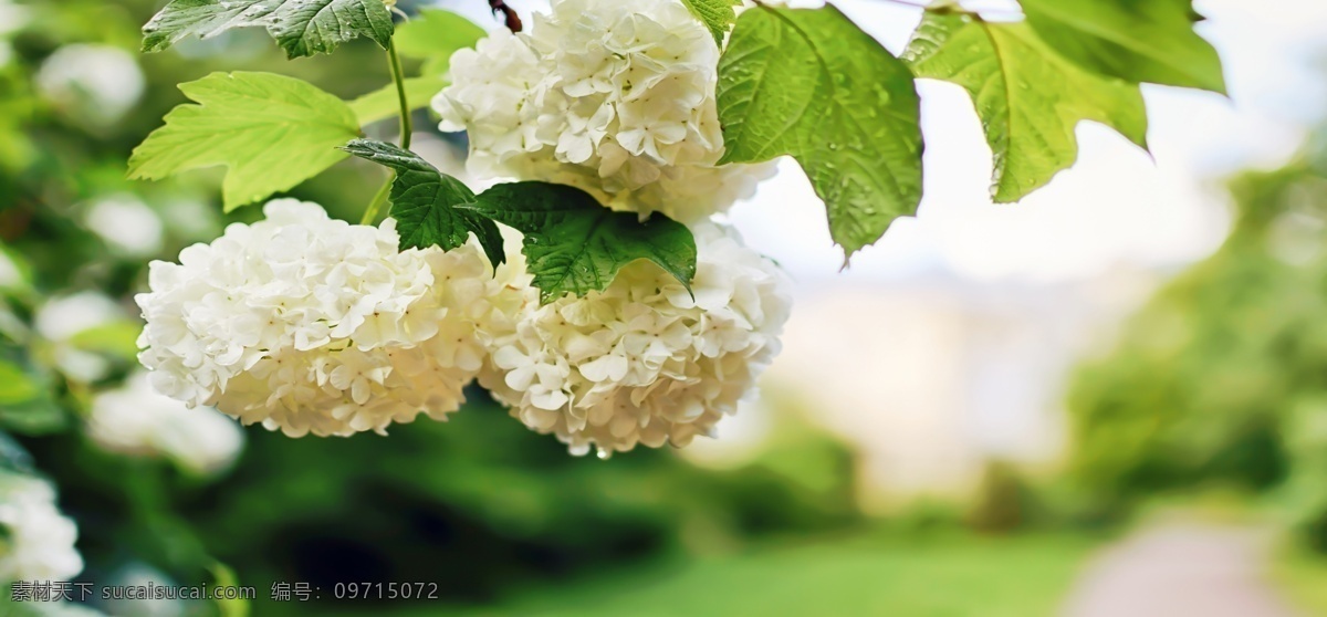 梨花 树 花 梨树 白花 绿树 分层