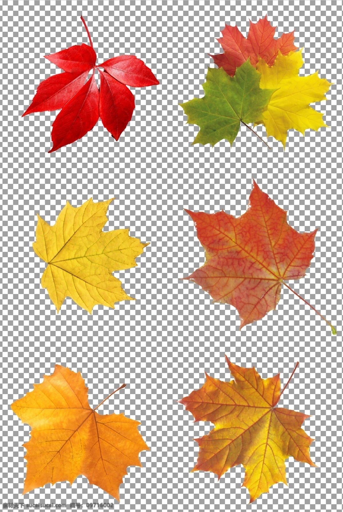 秋天的枫叶 秋天 落叶 树叶 枫叶 免抠 无背景 免抠图 抠图 元素 透明 通道 png免抠图 分层