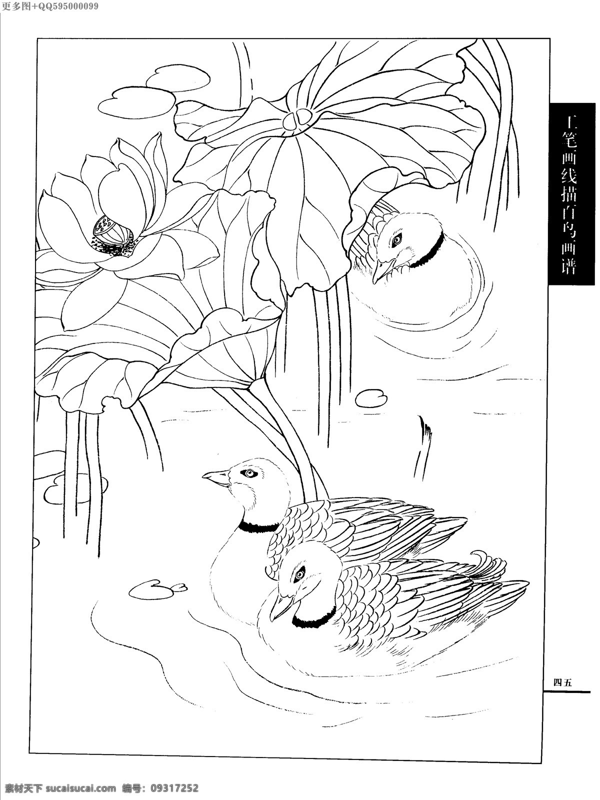 工笔画 线描 山水 画谱 水禽 白描 黑白稿 手绘 线描鸟 绘画 鸟 鹤 白描鸟 手绘鸟 家禽 鸭 鹅 鸳鸯 丹顶鹤 百鸟 水禽篇 绘画书法 文化艺术