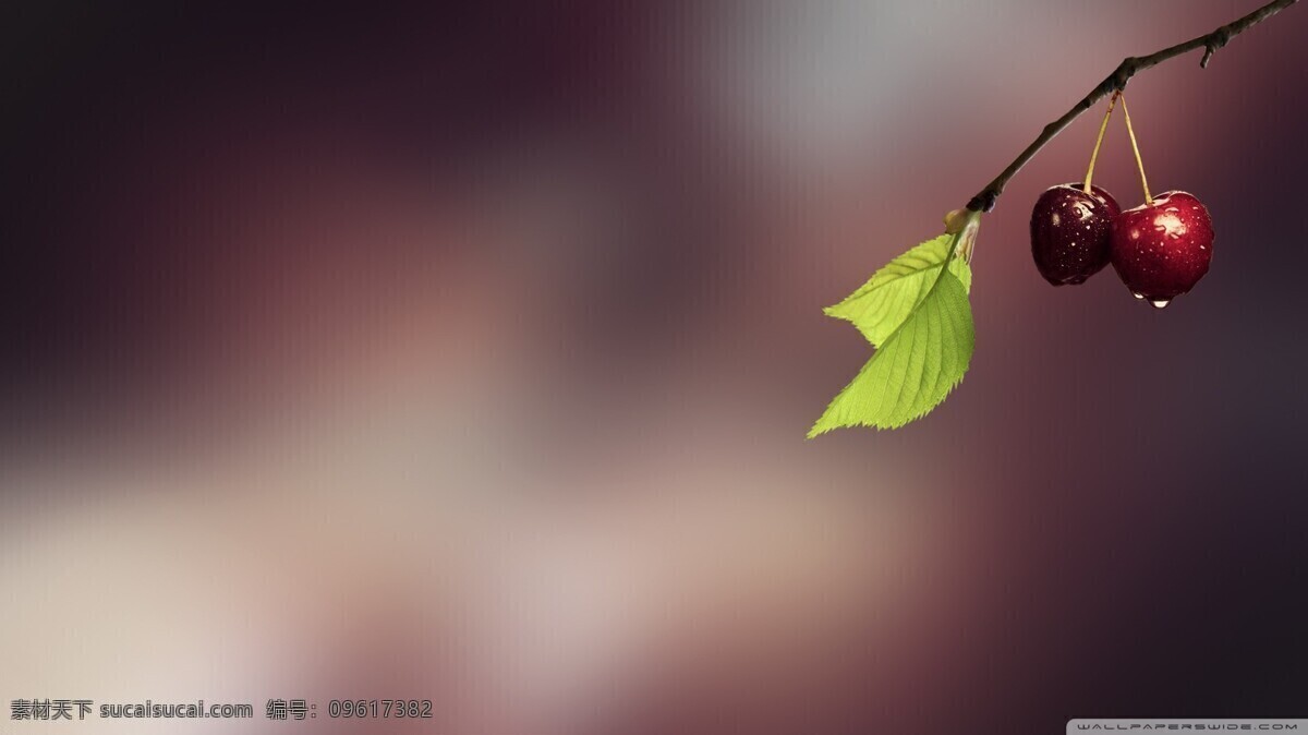樱桃 特写 果实 绿叶 水滴 水果 植物 背景图片