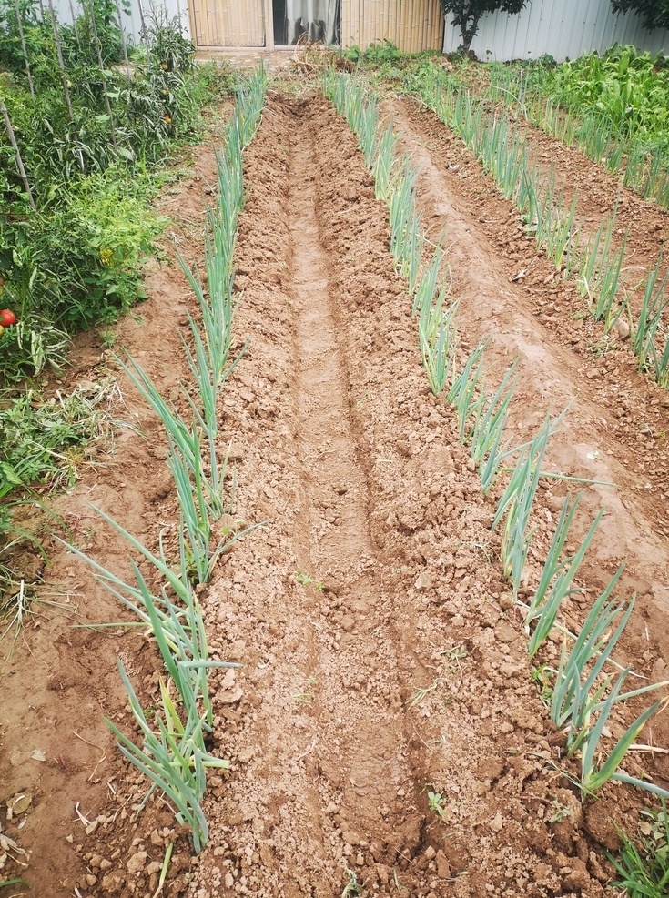 小葱 抽出 有机 植物 洋葱 火葱 田地 种植小葱 农作物 大葱地 大葱种子育苗 大葱种植 大葱育苗 嫩绿的葱 花草树木 生物世界 花草