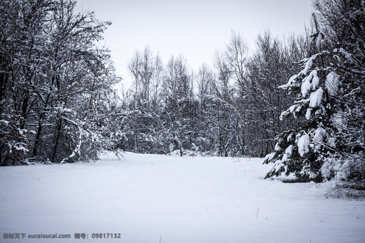 冬天 树林 雪地 冬天雪景 冬季风景 雪地风景 树林风景 自然风景 美丽风景 美景 景色 山水风景 风景图片