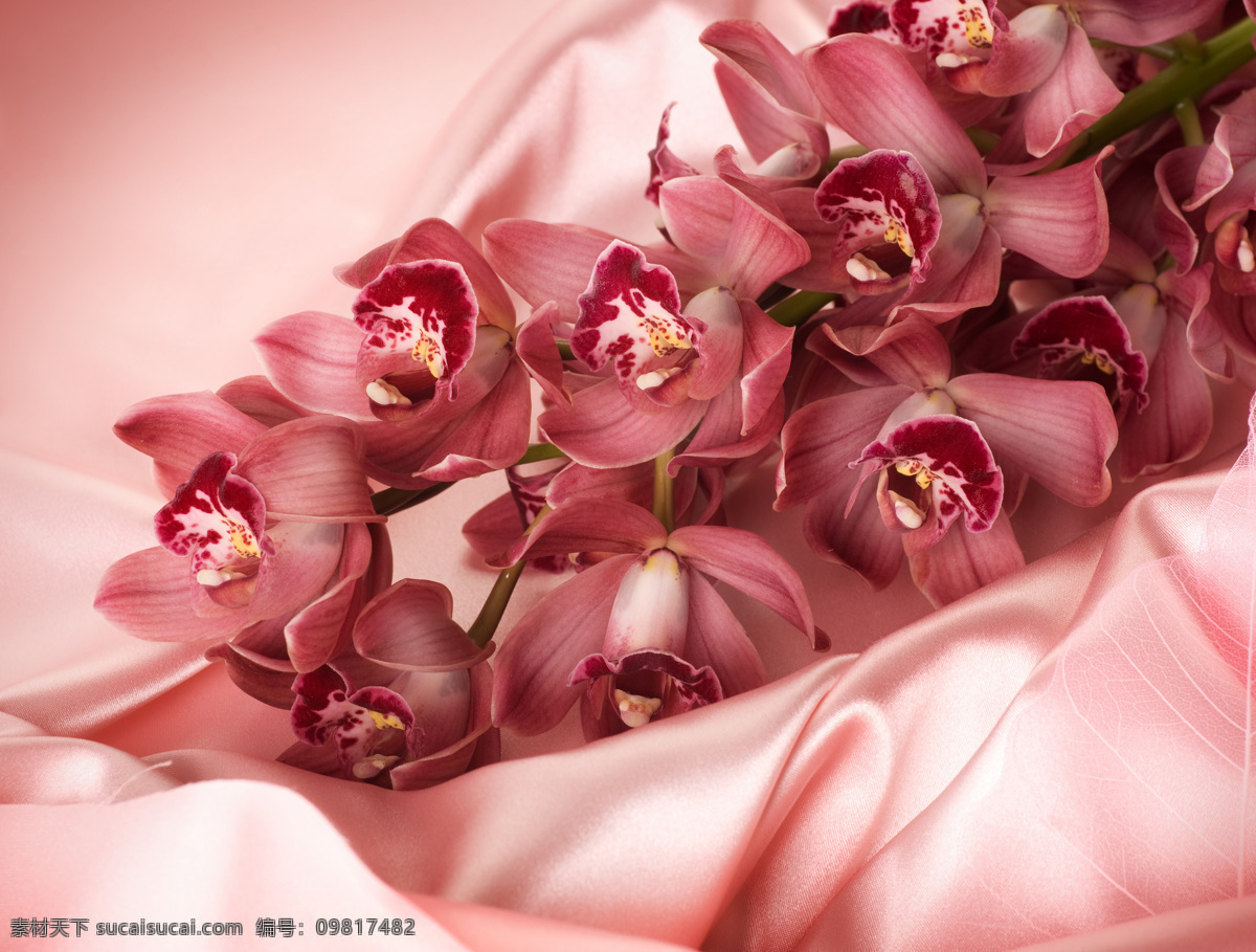 粉红色 花朵 情人节 玫瑰花 玫瑰 红色玫瑰 喜庆 浪漫 节日庆典 生活百科