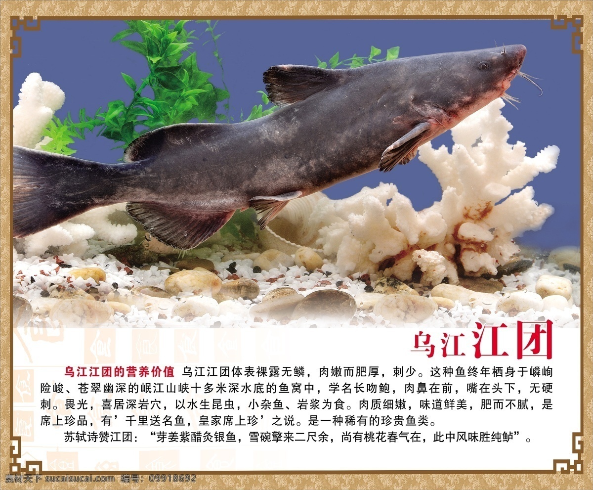 乌江江团图片 江团 美食 传统美食 餐饮美食 高清菜谱用图 移门图案