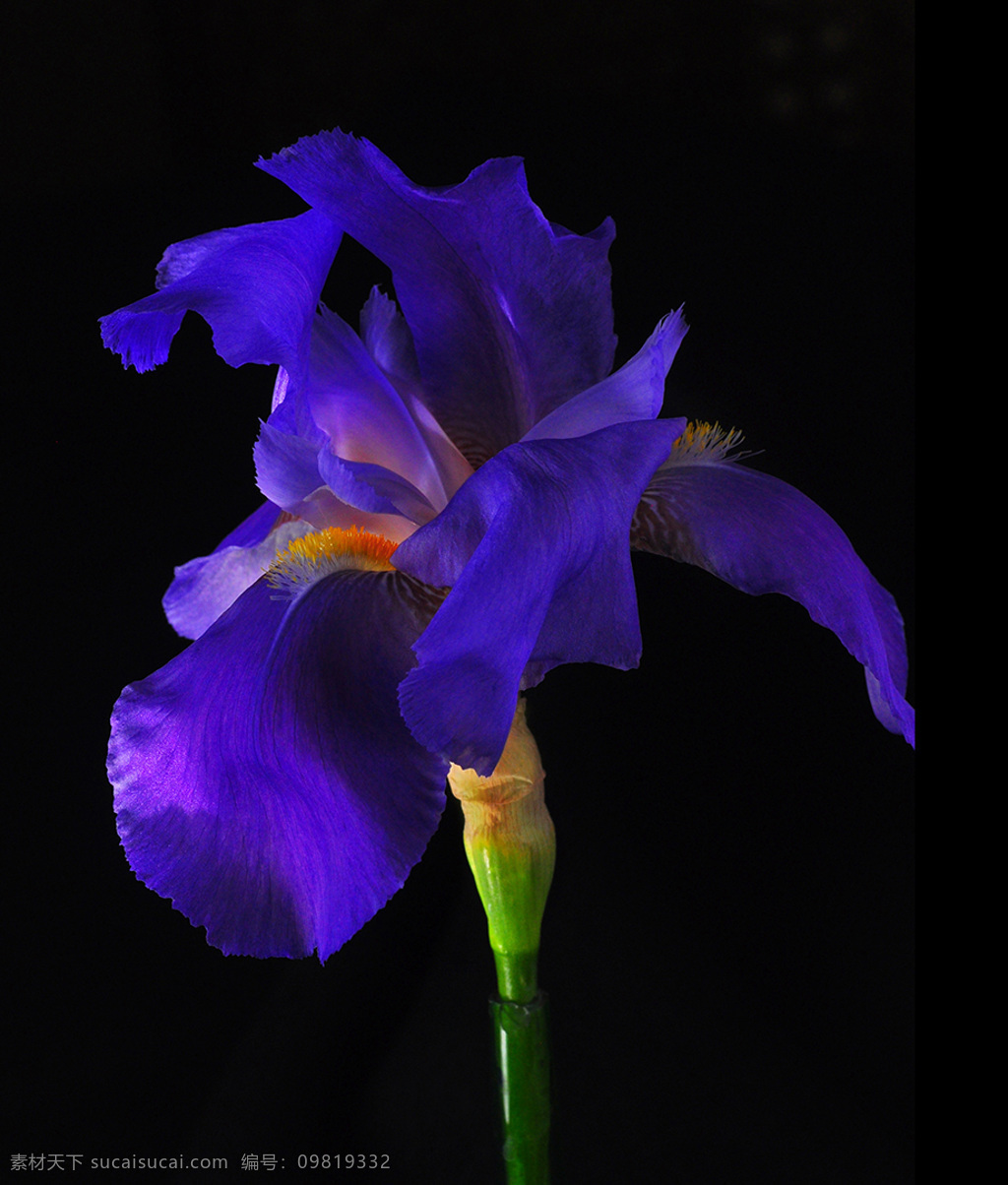 位图 植物摄影 写实花卉 花朵 鸢尾 免费素材 面料图库 服装图案 黑色