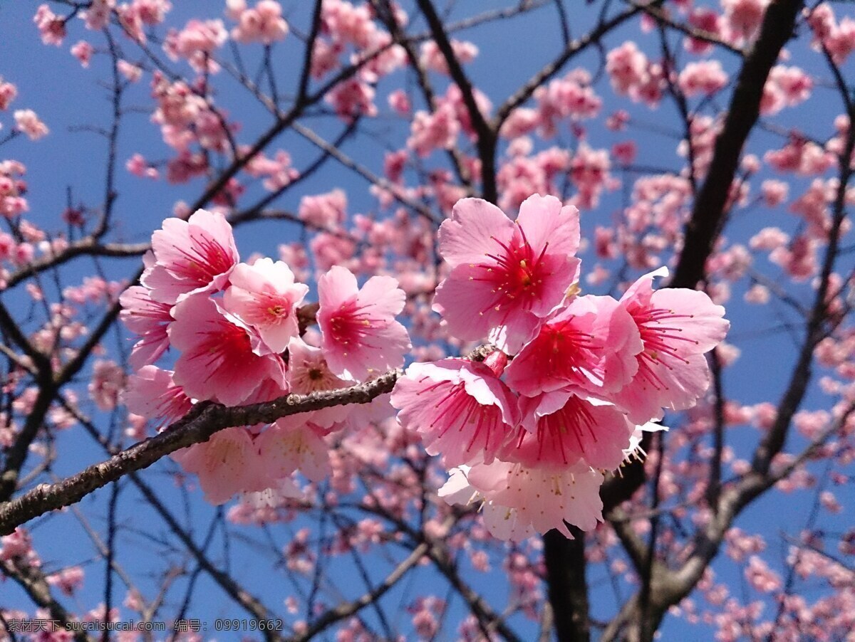 樱花 樱花节 红色樱花 红樱花 天适樱花 天适樱花节 樱花悠乐园 红花 烂漫樱花 生物世界 花草