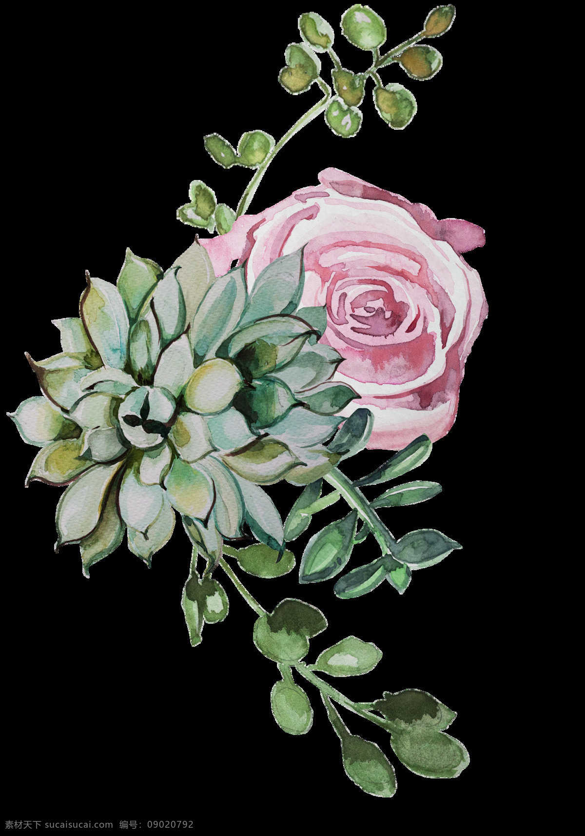 手绘 美丽 鲜花 透明 精美 手绘图 透明素材 装饰素材