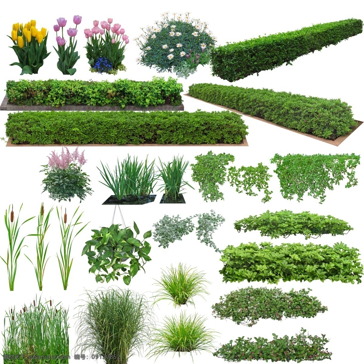 地被植物 灌木 郁金香 杜鹃 花叶络石 绿萝 绿篱 水鸢尾 分层