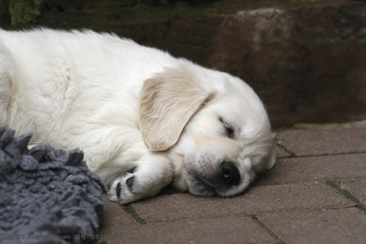 睡着 狗 小狗 犬 小狗图片 宠物狗 名贵犬种 宠物狗图片 可爱 小狗图片大全 宠物 小动物 狗狗图片 生物世界