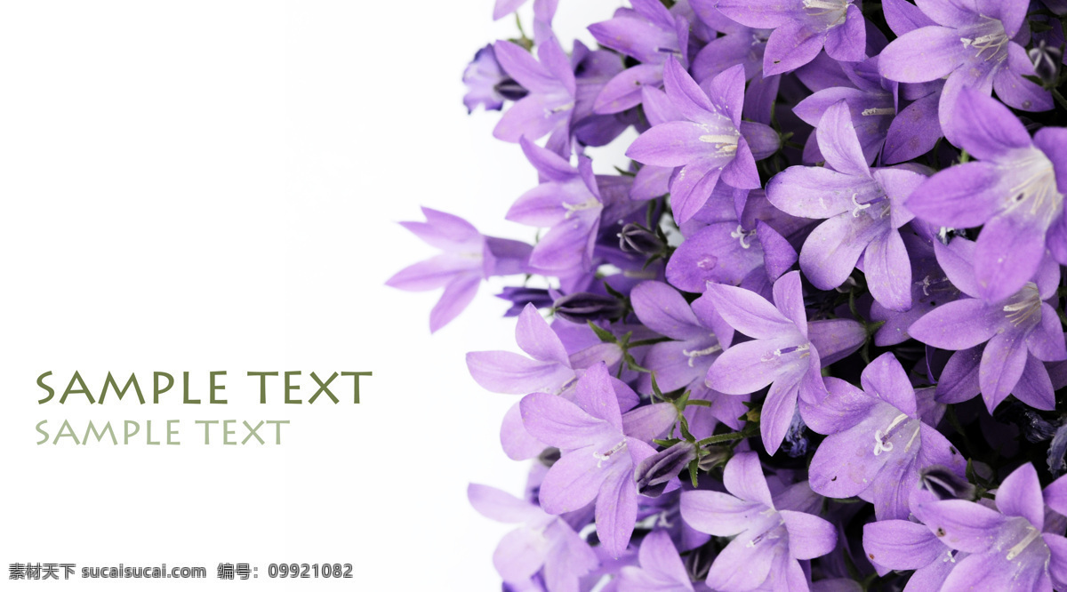 紫色 百合花 精品 实用 精美图片 印刷 适用 高清 花朵 花卉 优雅 解压 密码 cn