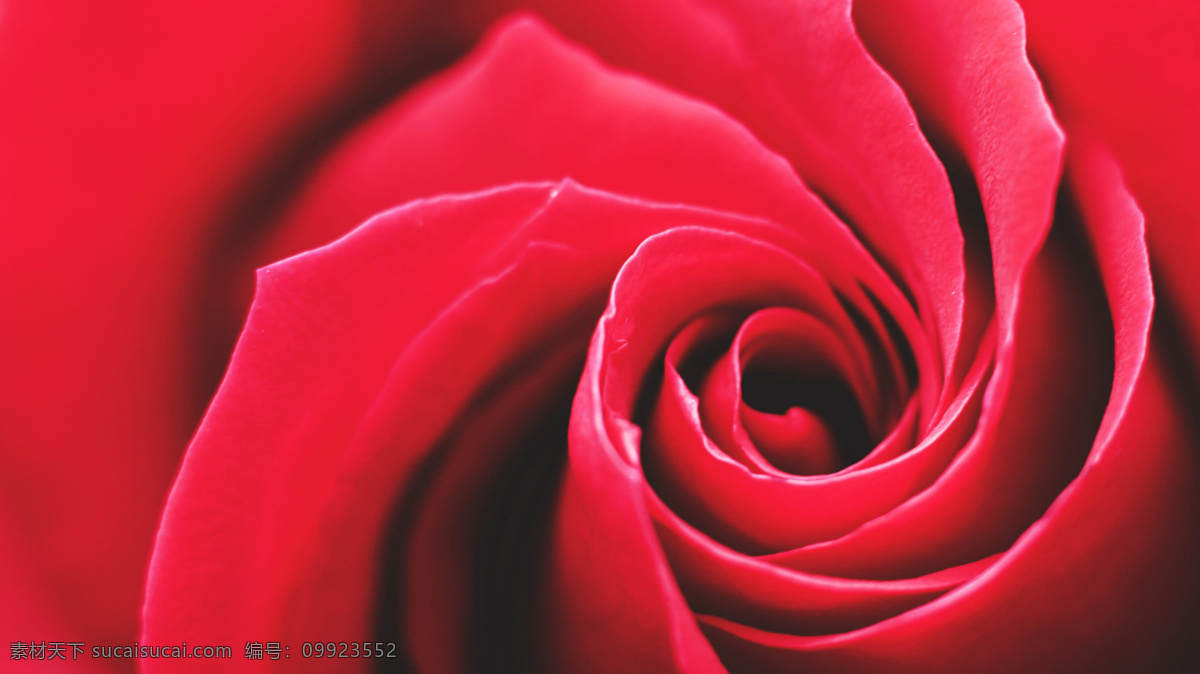 红玫瑰 花 月季花 玫瑰花 白玫瑰 黑玫瑰 黄玫瑰 玫瑰 白月季 红月季 黄月季 情人花 情人节 情人 爱情 爱意 浪漫 浪漫玫瑰 清新月季 温馨月季 情人玫瑰 玫瑰示爱 玫瑰花儿 月季花儿 玫瑰月季 月季玫瑰 西施玫瑰 粉色玫瑰 粉色月季 玫瑰花瓣 月季花瓣 生物世界 花草