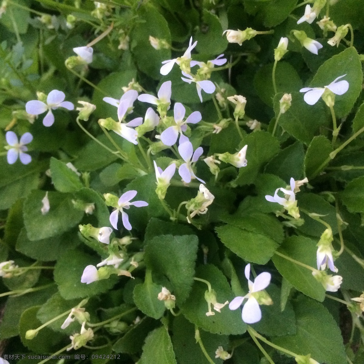 小碎花 花朵 小图案 背景纹路 风景 鲜花 清爽小花 清新小花 纺织印花 自然景观 田园风光
