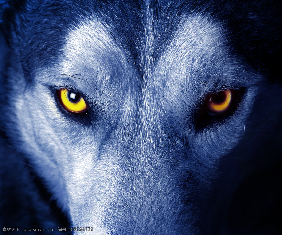 野生 狼 狼眼 动物世界 动物素材 摄影素材 动物图片 野生动物 陆地动物 生物世界