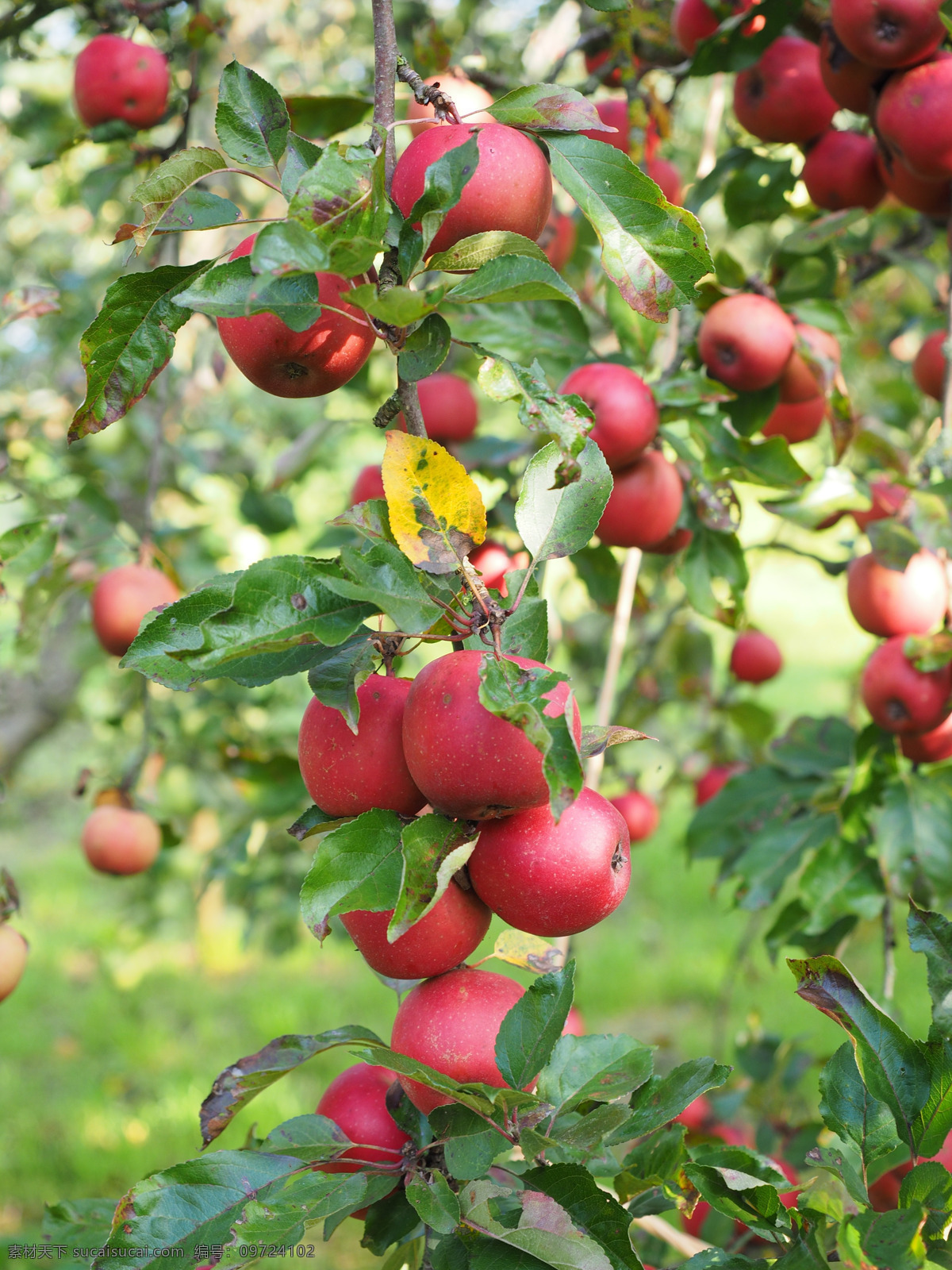 苹果图片 苹果 盆景苹果 喜庆苹果 盆景 苹果特写 盆栽 水果果实 园林风景 枝叶 植物 花草 果品果实 生物世界 水果