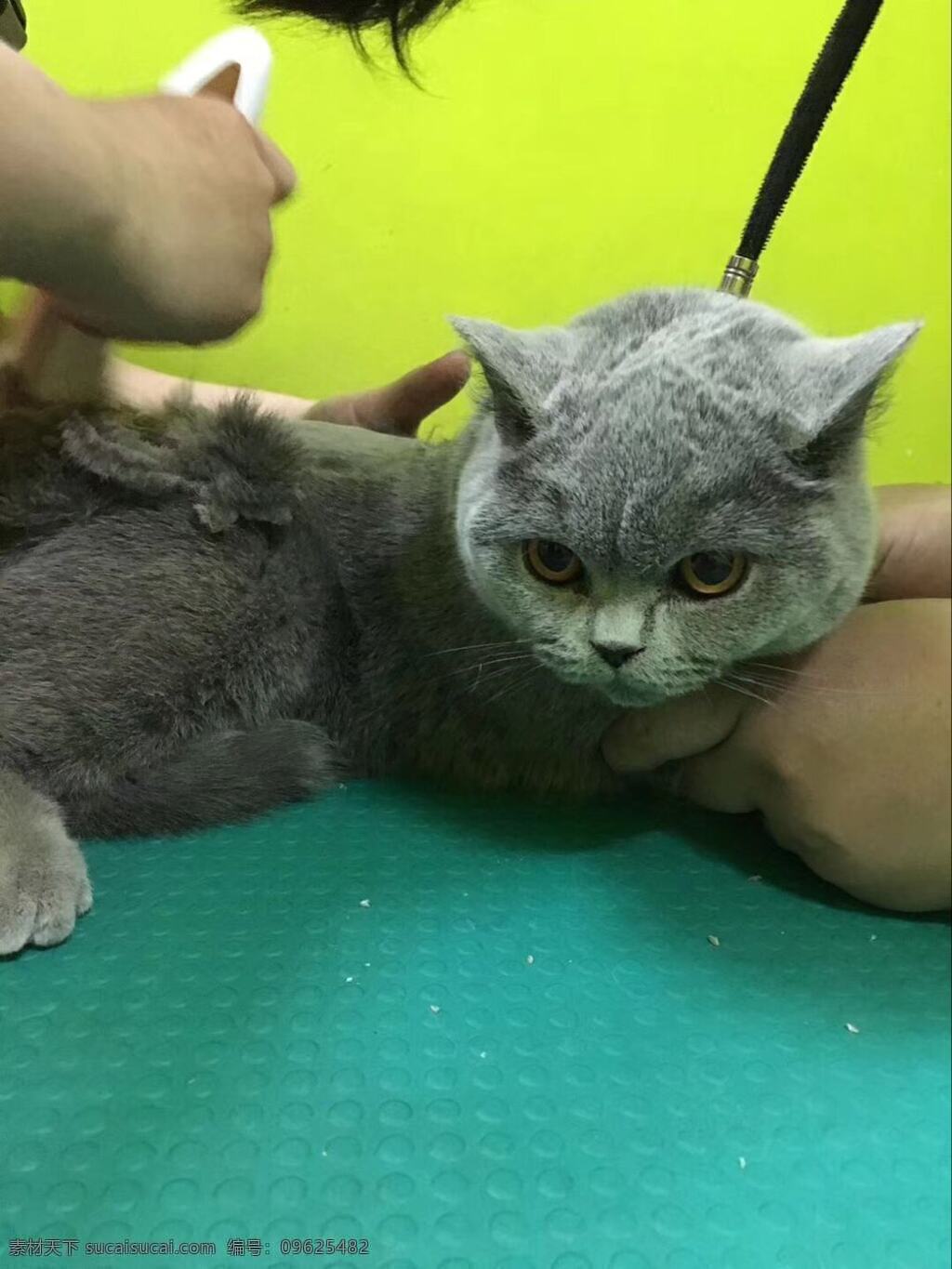 猫猫剃毛 剃毛 宠物 猫 蓝猫 宠物剃毛