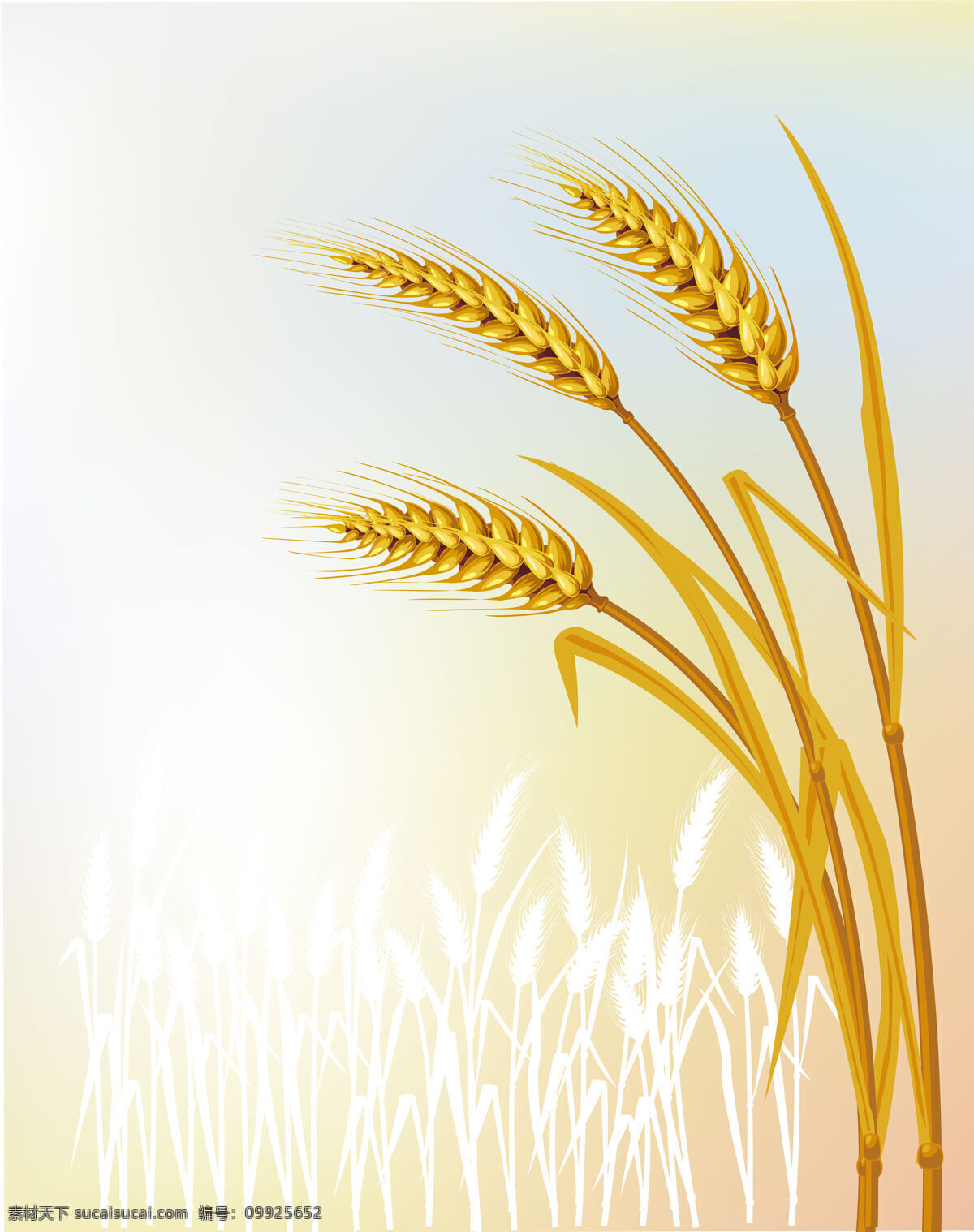 成熟的麦子 麦子 收获 金黄 桌面 唯美 秋天 底纹边框 花边花纹