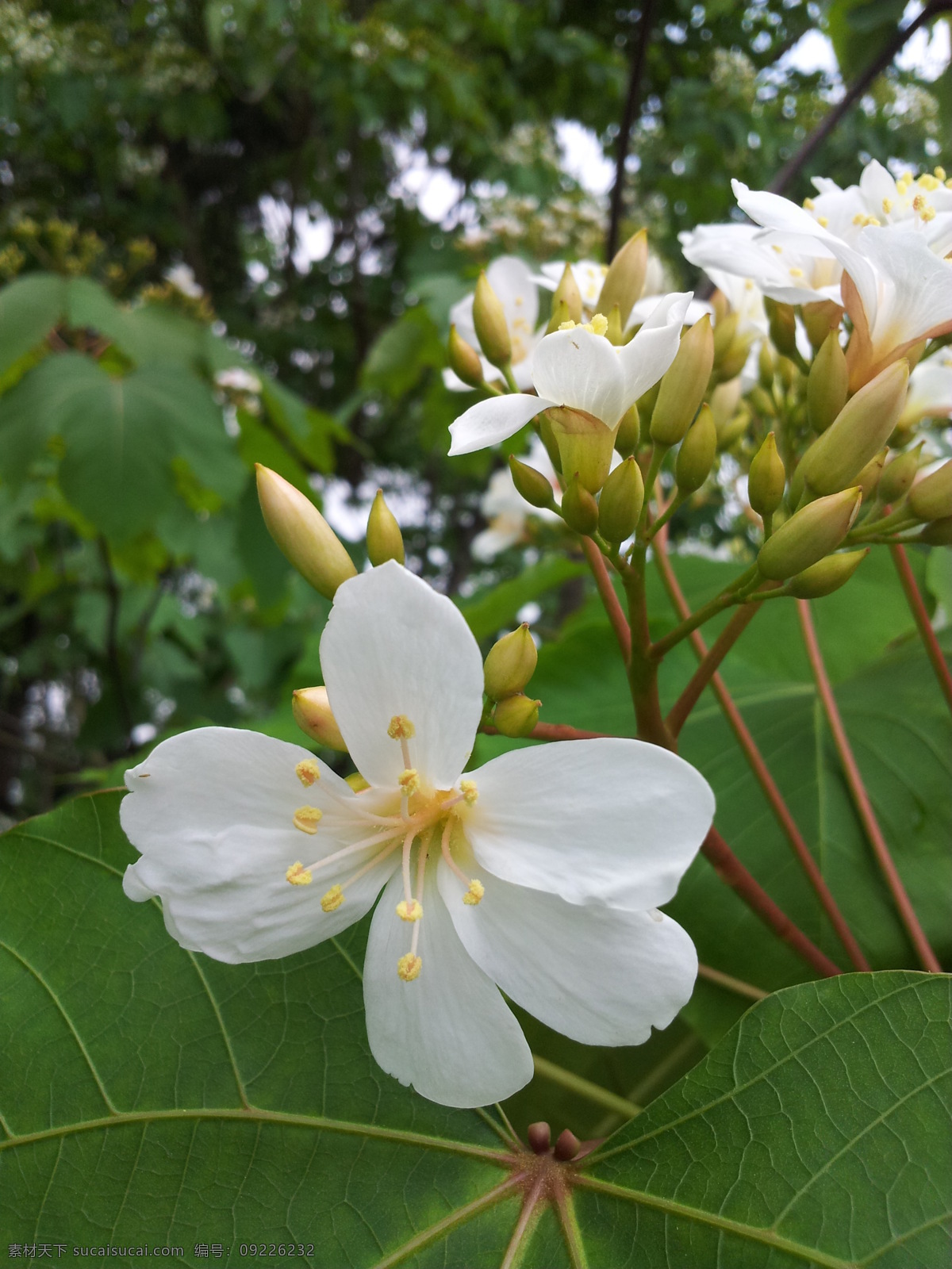 油桐 花开 白花 白色 花 花草 生物世界 油桐花 油桐花开 春天花开 油桐树