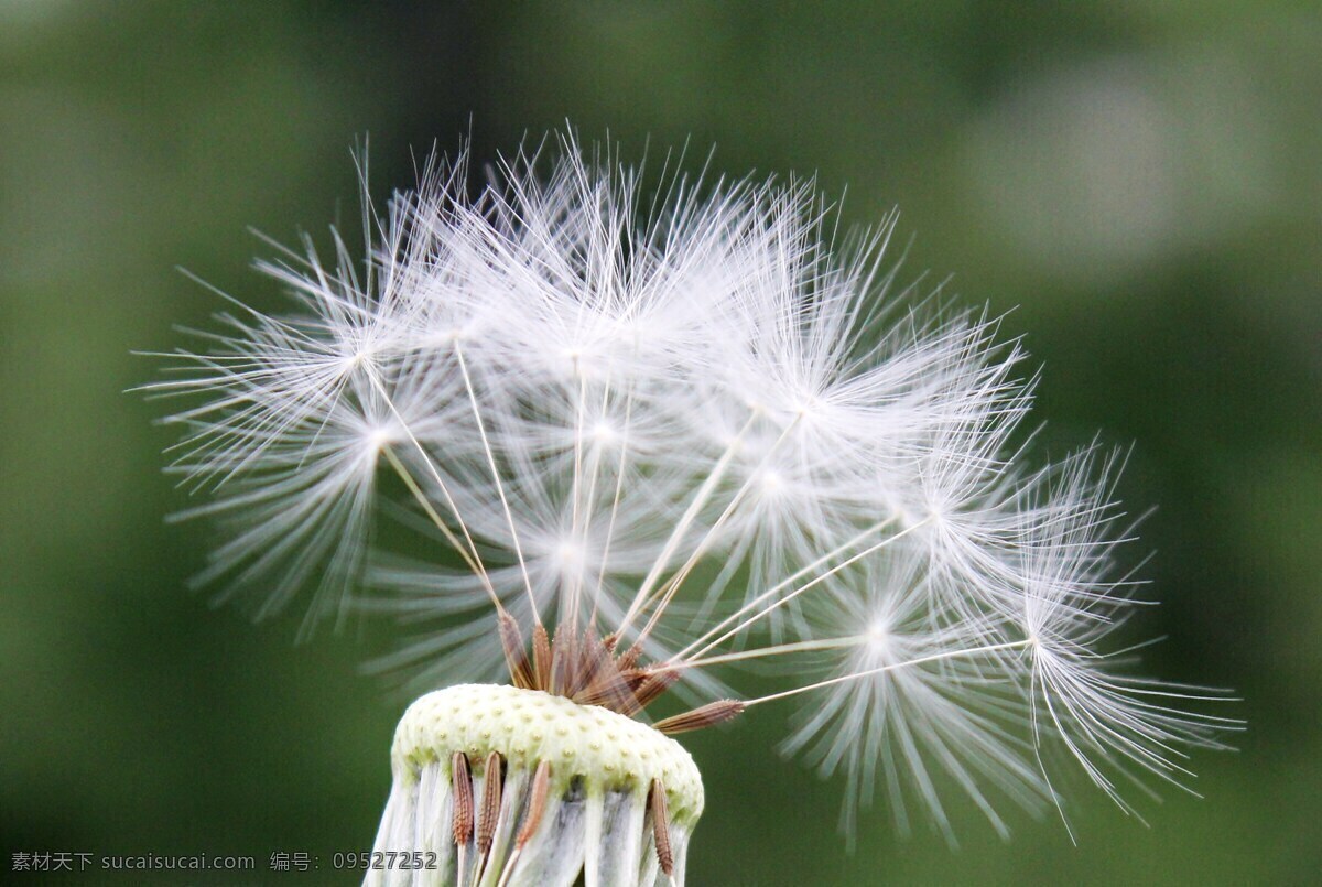 蒲公英 秋天 野花 小草 婆婆丁 生物世界 花草