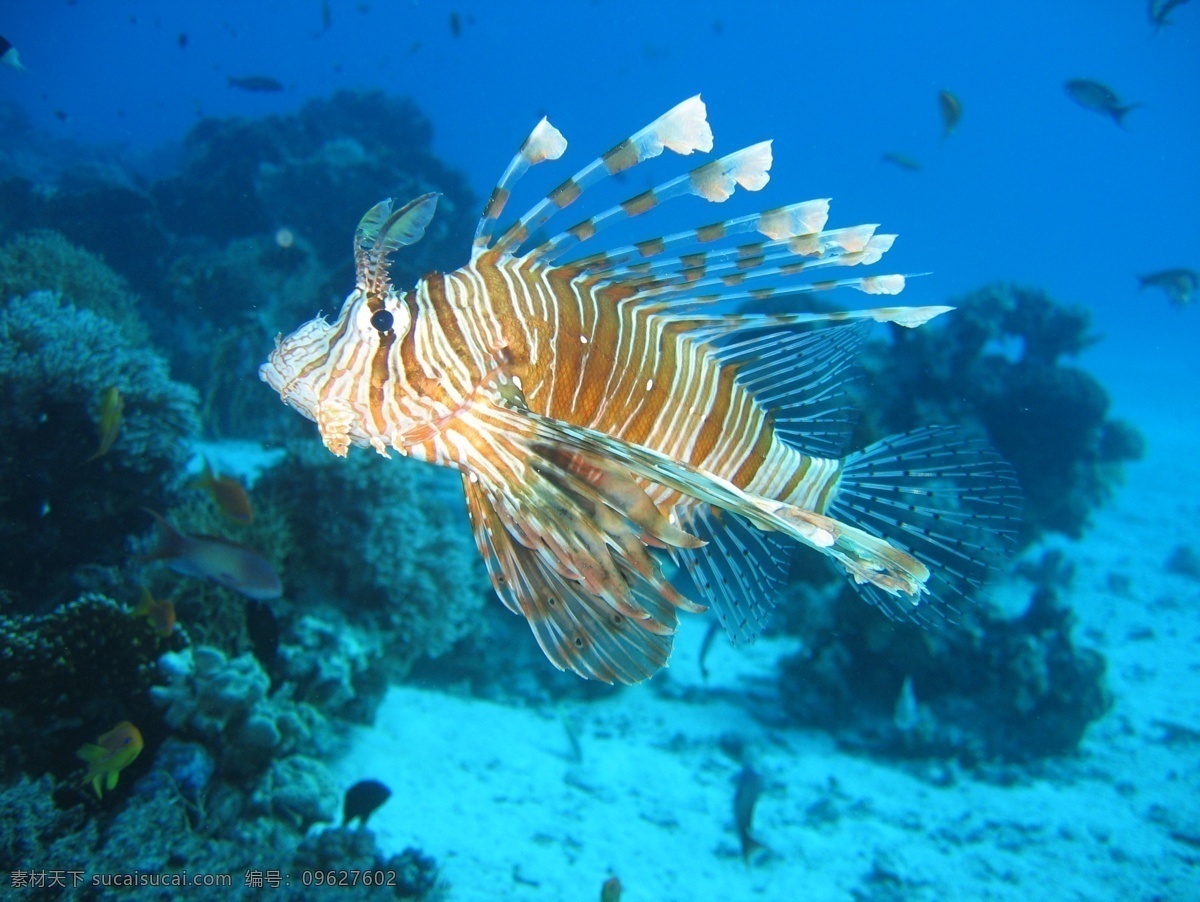 狮子 鱼 海底 海洋生物 生物世界 鱼类 鱼群 狮子鱼 珊瑚礁 观赏鱼