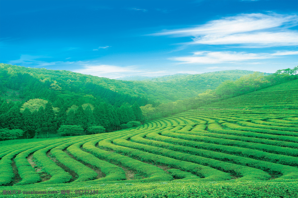 茶园免费下载 茶 茶山 茶园 茶园风景 风景 绿茶 生活 旅游餐饮