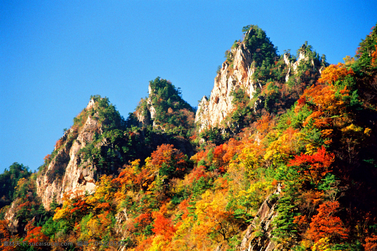 老界岭 风光 红叶 美景 群山 自然风光 西峡 满山红 风景 生活 旅游餐饮